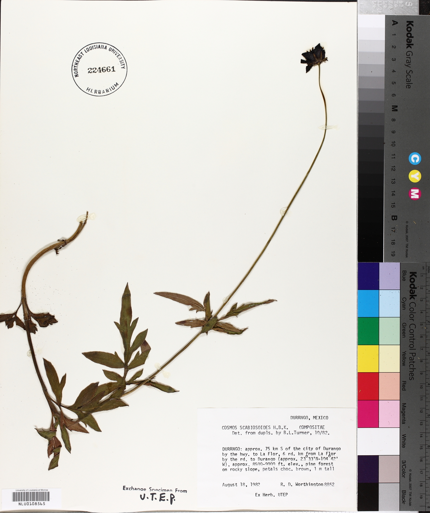 Cosmos scabiosoides image