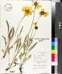 Coreopsis lanceolata image