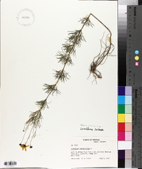 Coreopsis verticillata image