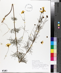 Coreopsis verticillata image