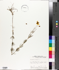 Coreopsis verticillata image