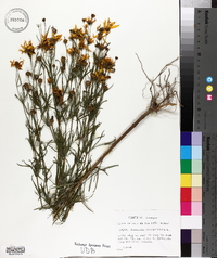 Coreopsis verticillata image