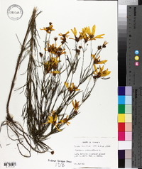 Coreopsis verticillata image