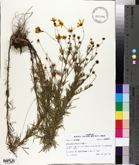 Coreopsis verticillata image