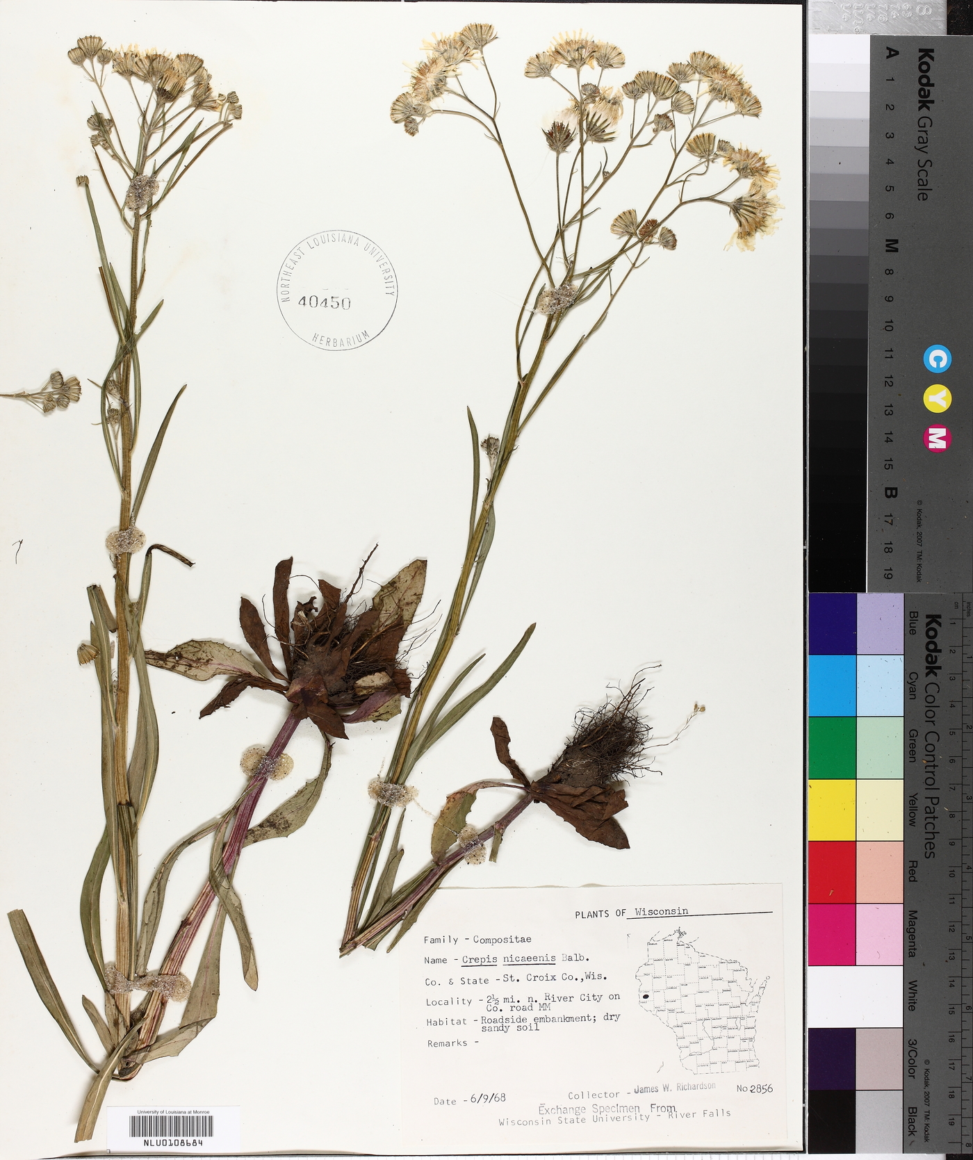 Crepis nicaeensis image