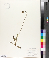 Youngia japonica image