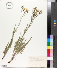 Crepis intermedia image