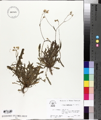 Crepis capillaris image