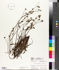 Crepis capillaris image