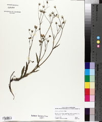 Crepis capillaris image