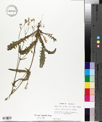 Crepis capillaris image