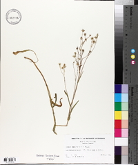 Crepis capillaris image