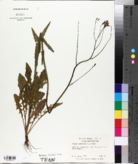 Crepis capillaris image