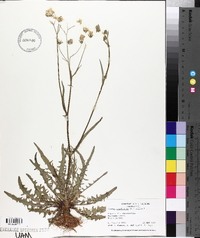 Crepis capillaris image