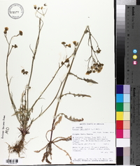 Crepis capillaris image