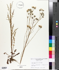 Crepis capillaris image