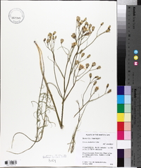 Crepis atribarba image