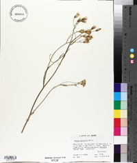 Crepis atribarba image