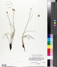 Crepis atribarba image