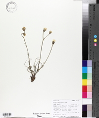 Crepis atribarba image