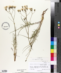 Crepis atribarba image