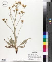 Crepis acuminata image