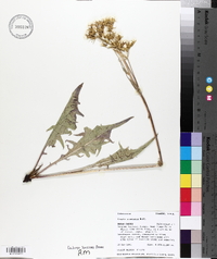 Crepis acuminata image