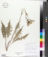 Crepis acuminata image