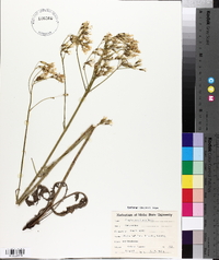 Crepis acuminata image