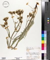 Crepis acuminata image