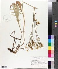 Crepis acuminata image