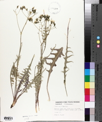 Crepis acuminata image