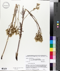 Crepis acuminata image