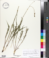 Crepis acuminata subsp. pluriflora image