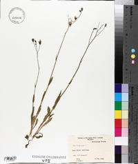 Crepis pulchra image