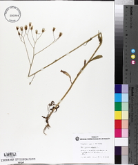 Crepis pulchra image