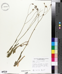 Crepis pulchra image