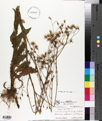 Crepis pulchra image