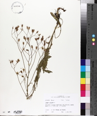 Crepis pulchra image