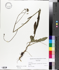 Crepis pulchra image