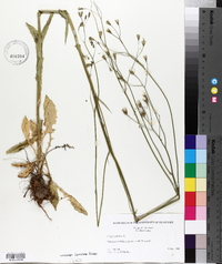 Crepis pulchra image