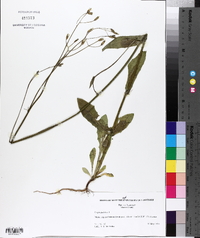 Crepis pulchra image