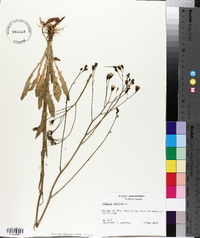 Crepis pulchra image