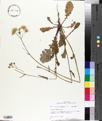 Crepis pulchra image