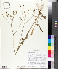 Crepis pulchra image