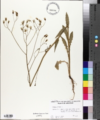 Crepis pulchra image