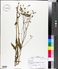 Crepis pulchra image