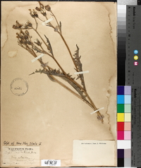 Crepis occidentalis image