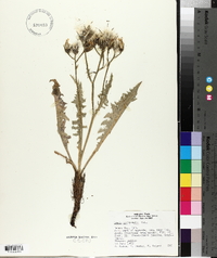 Crepis occidentalis image