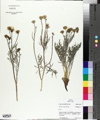 Crepis occidentalis image